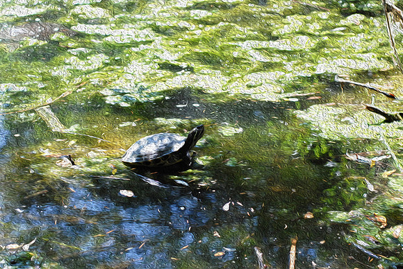 Turtle in Summer